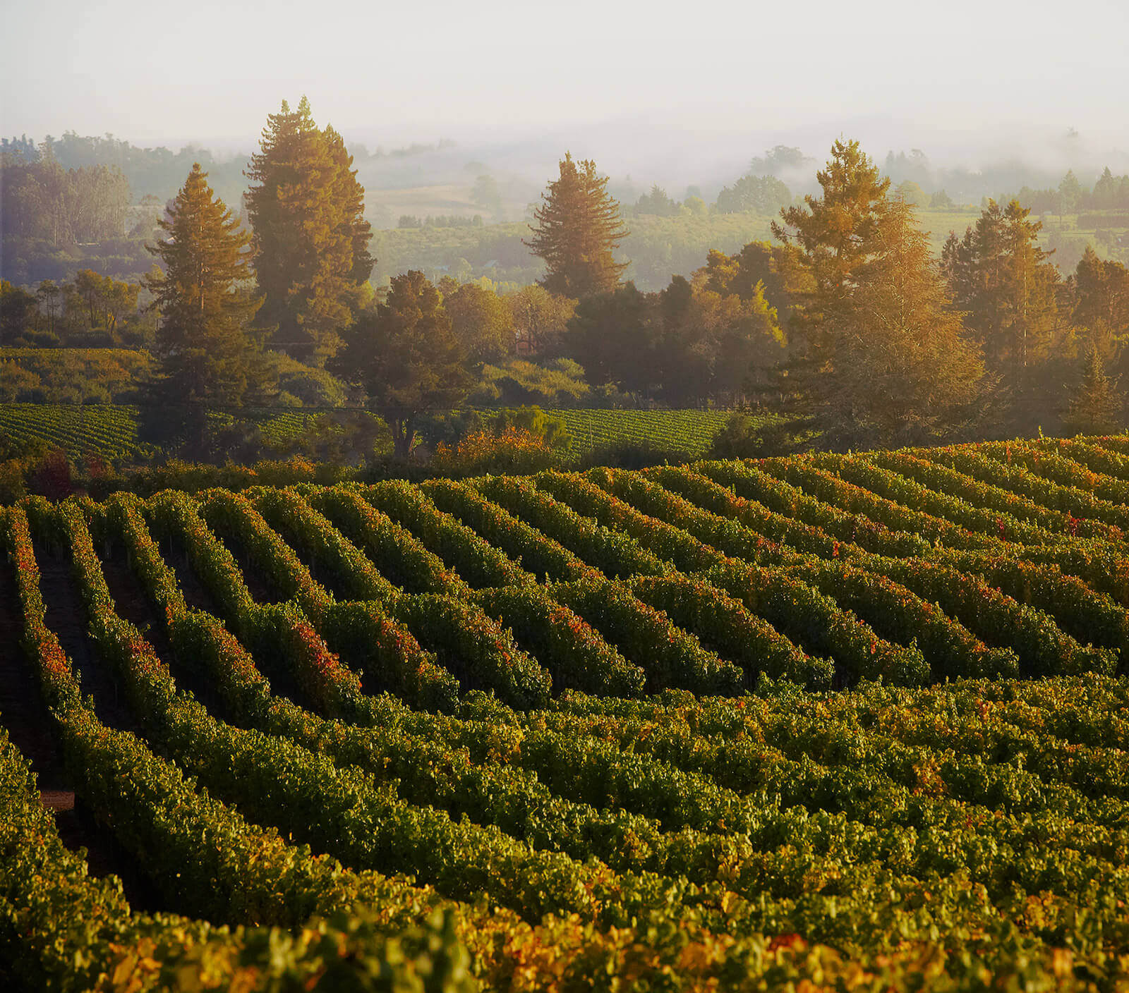 Top Sonoma Wineries to Visit