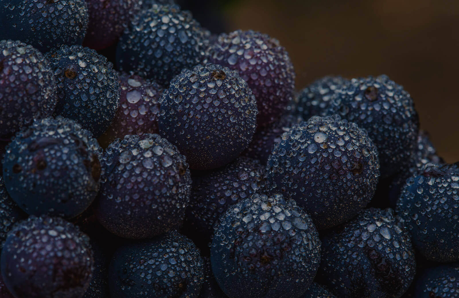 Macro of pinot noir wine grapes covered in morning dew at sunrise in a Russian River Valley vineyard