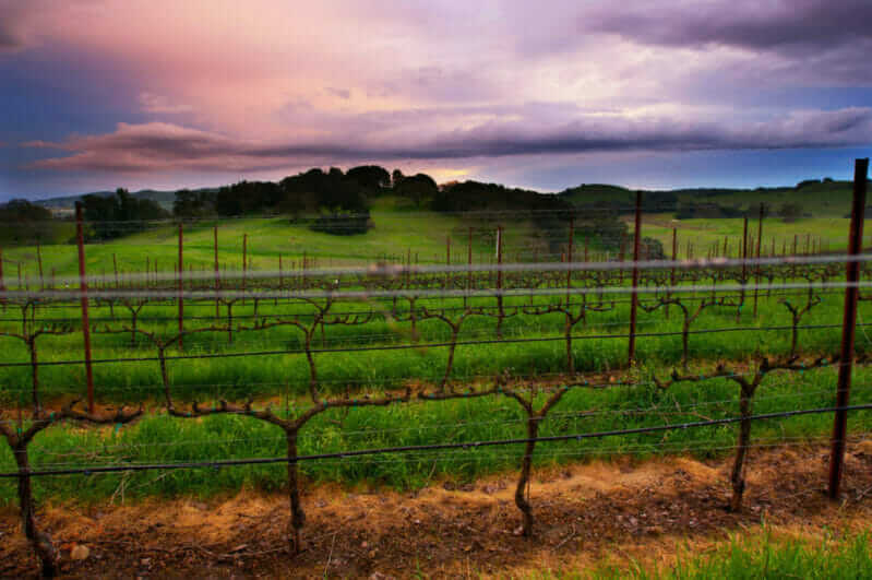 Russian River Valley Vineyards