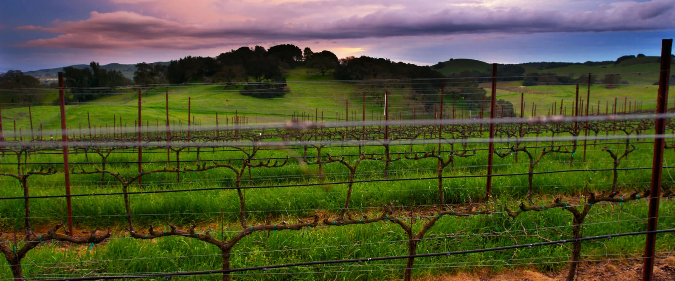 Durell Vineyard at dusk