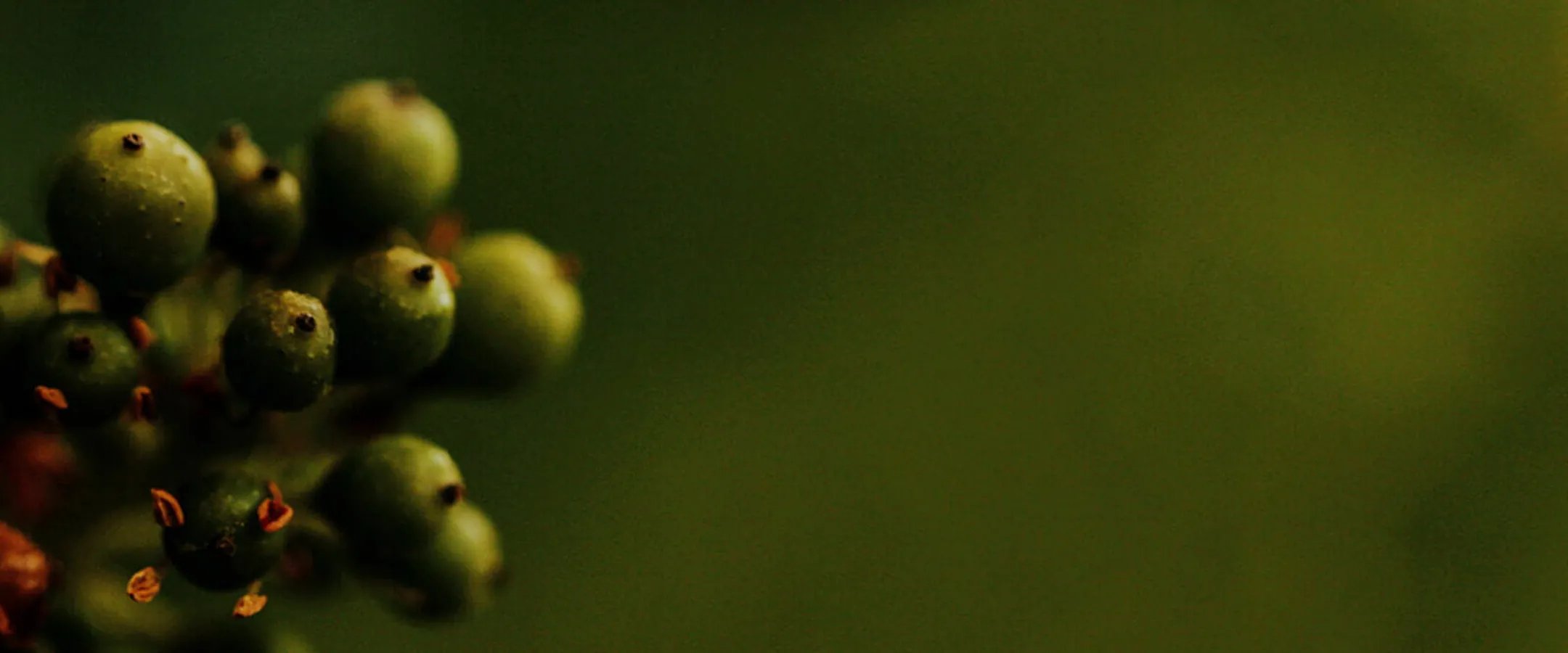 Unripe green grapes on the vine