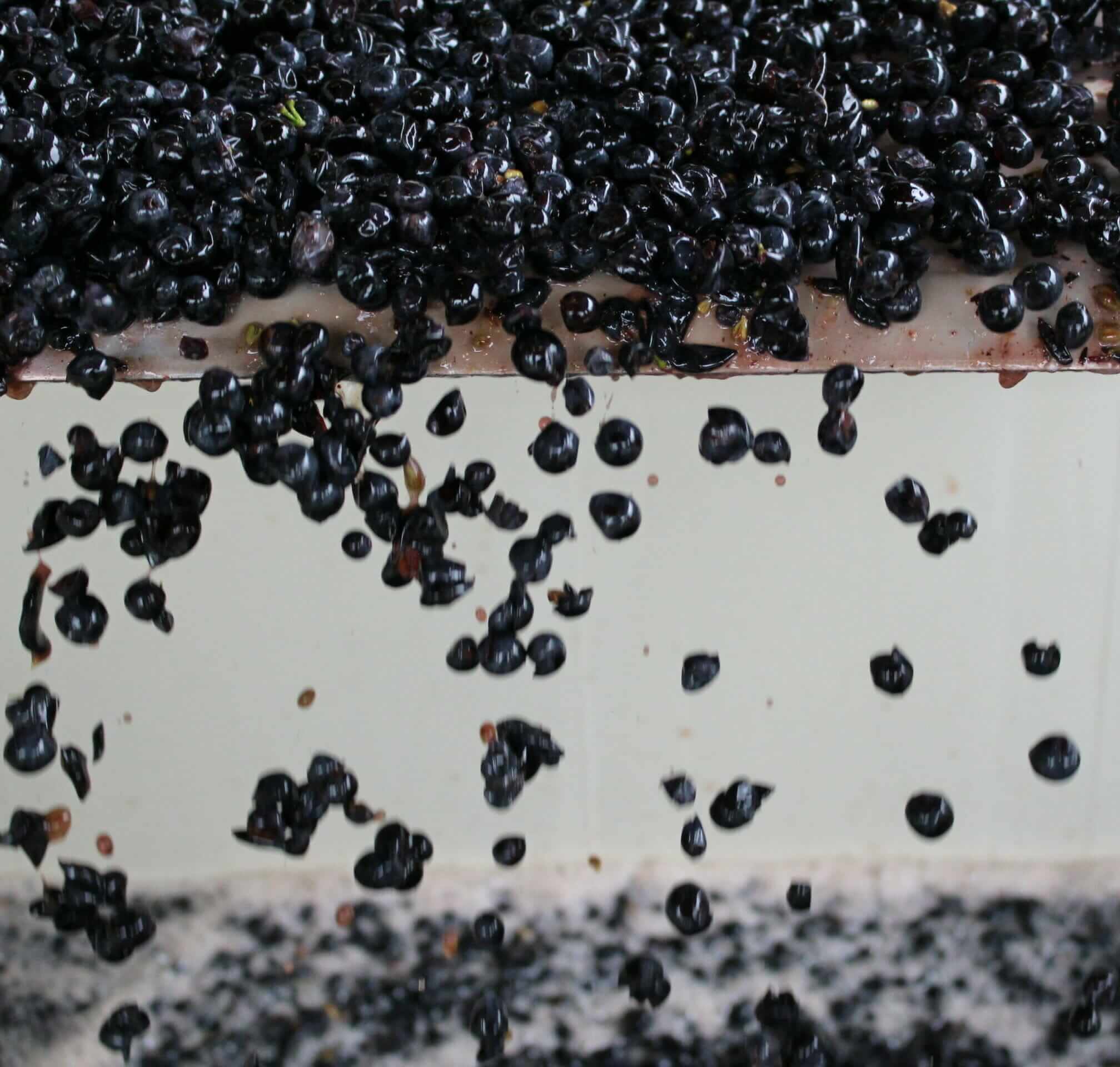 Harvest Seminar | Somm Series