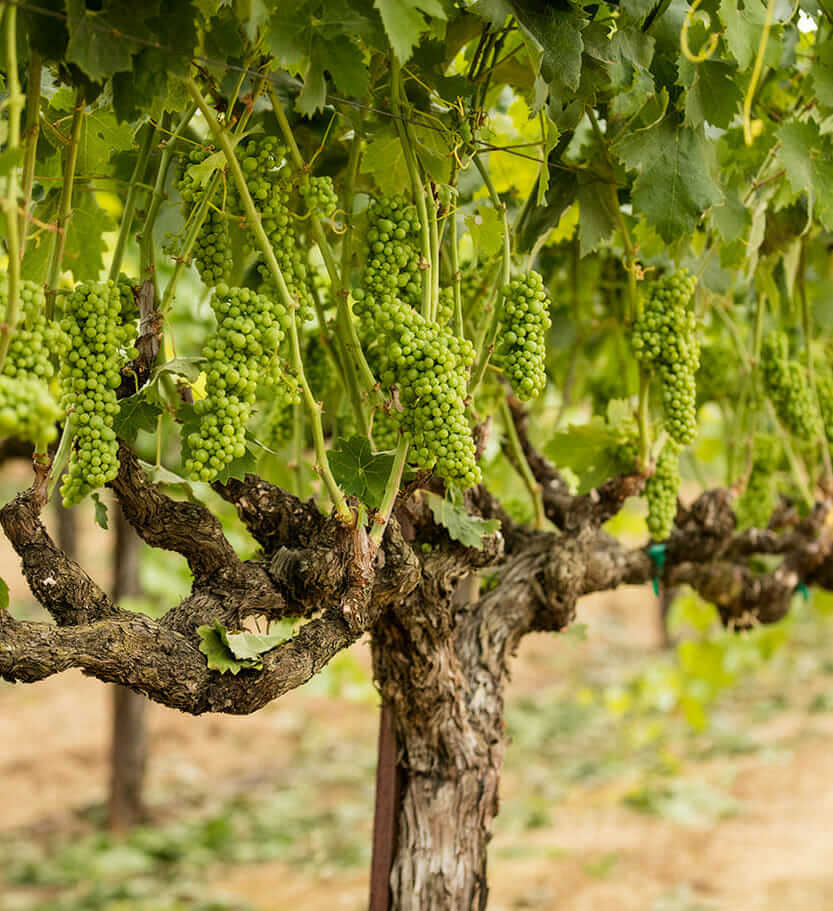 Wine Spotlight: 2017 Bacigalupi Vineyard Chardonnay