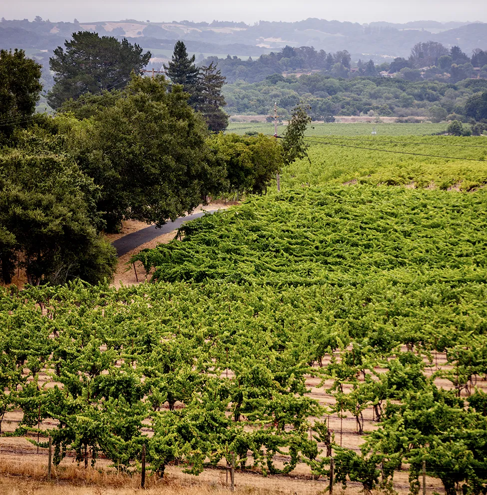 Bacigalupi Vineyard