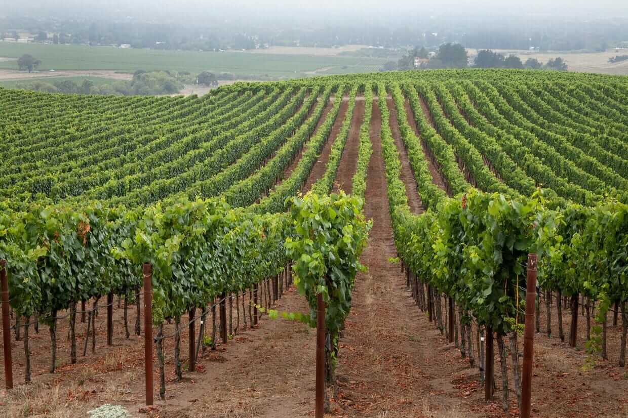 Vineyard Spotlight: Gap’s Crown