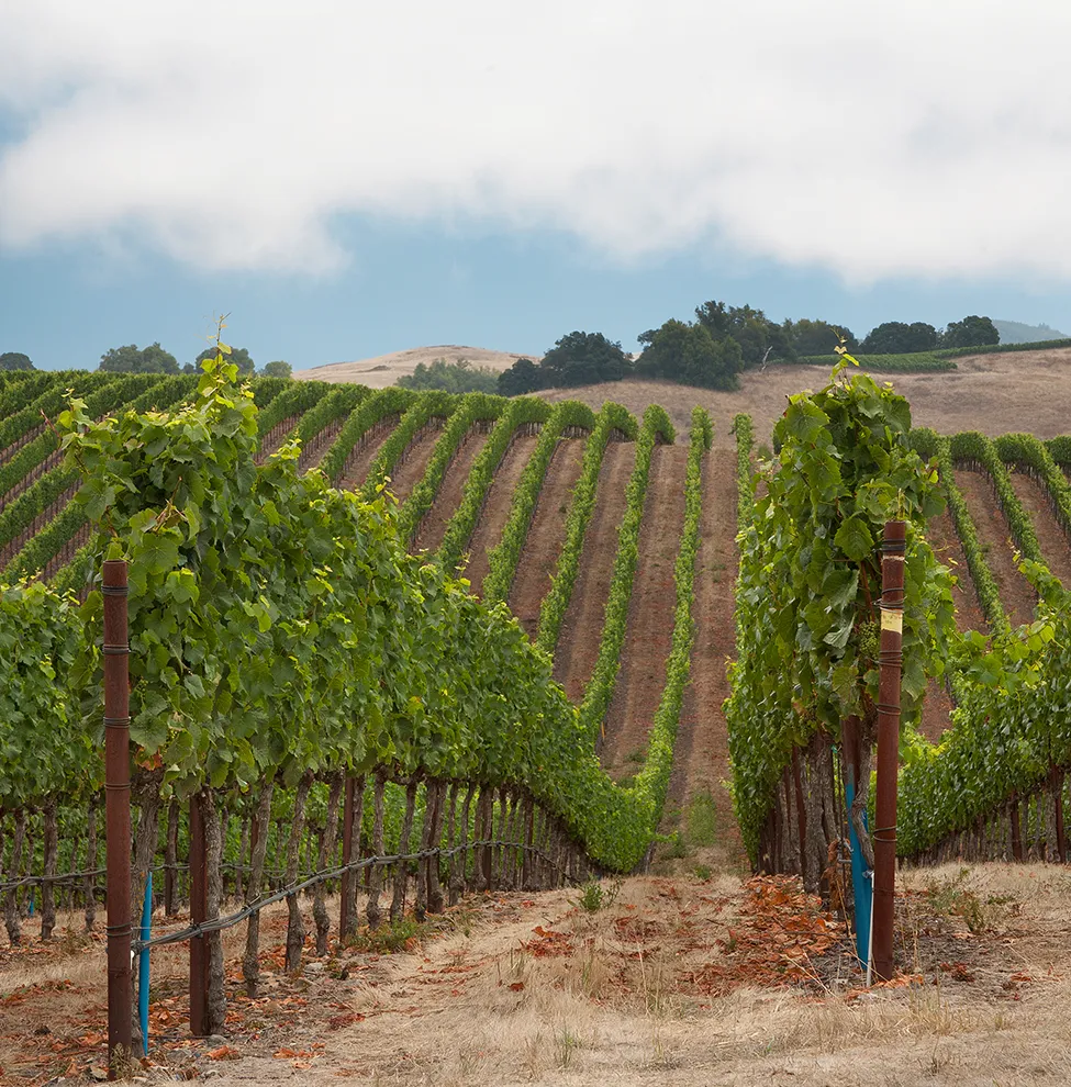 Gap's Crown Vineyard