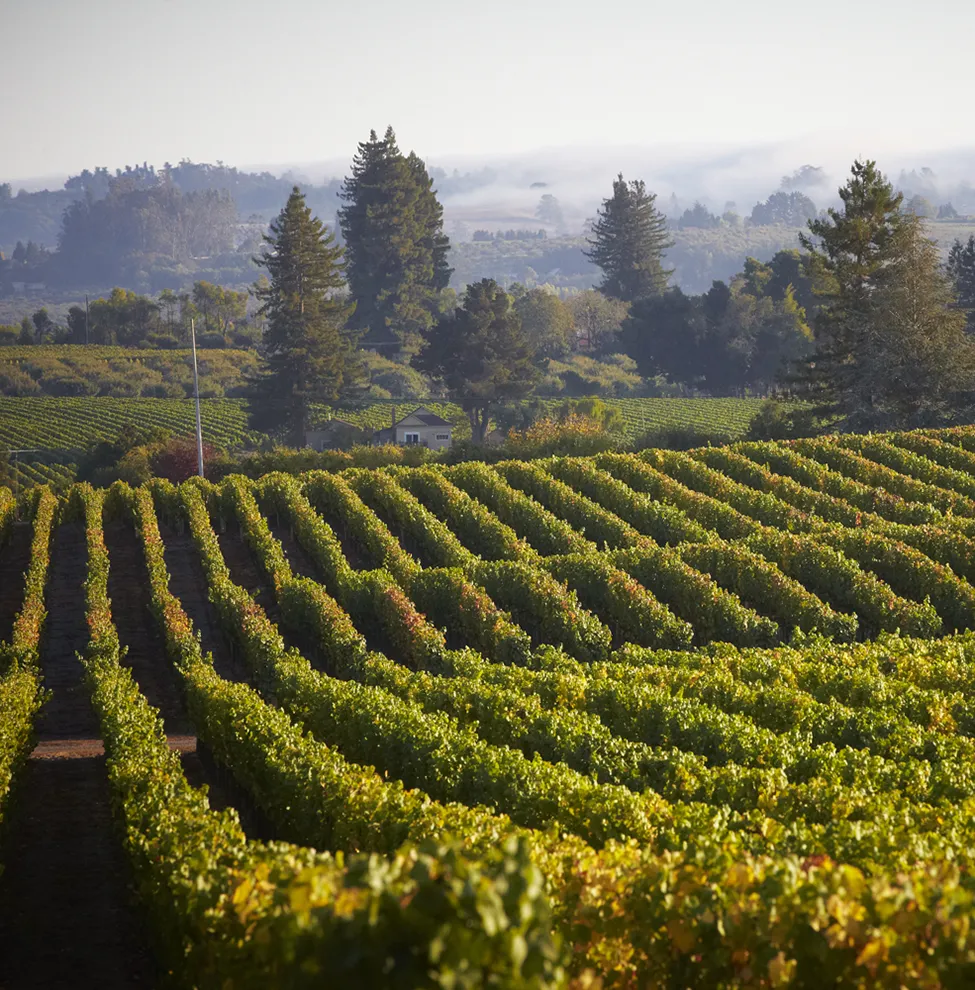 Hallberg Vineyard