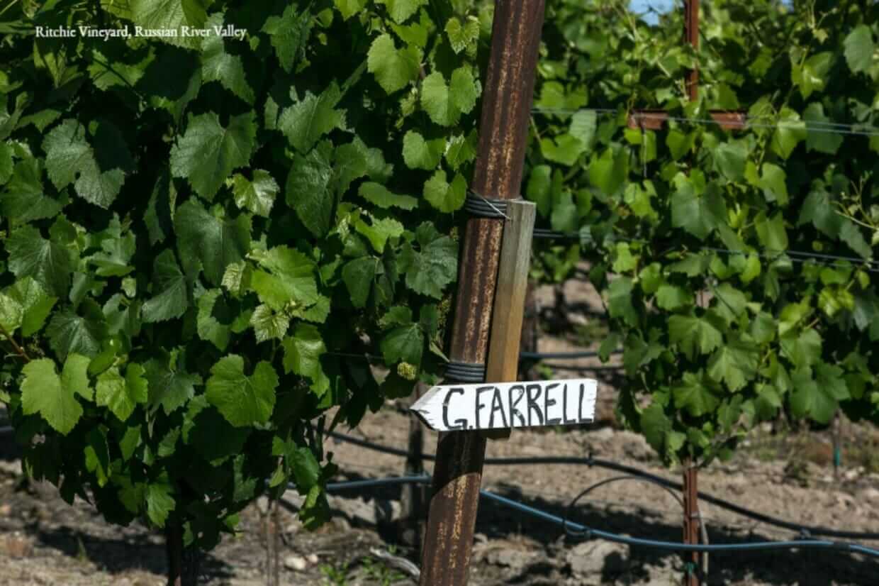 Vineyard Spotlight: Ritchie Vineyard