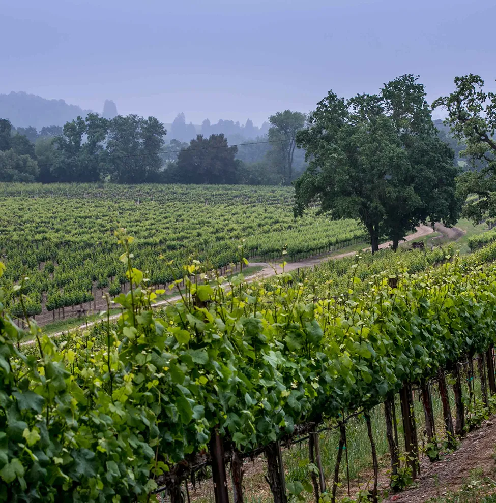 Rochioli Vineyard