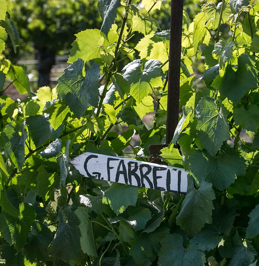 Wooden sign pointing towards Gary Farrell block in a partner vineyard