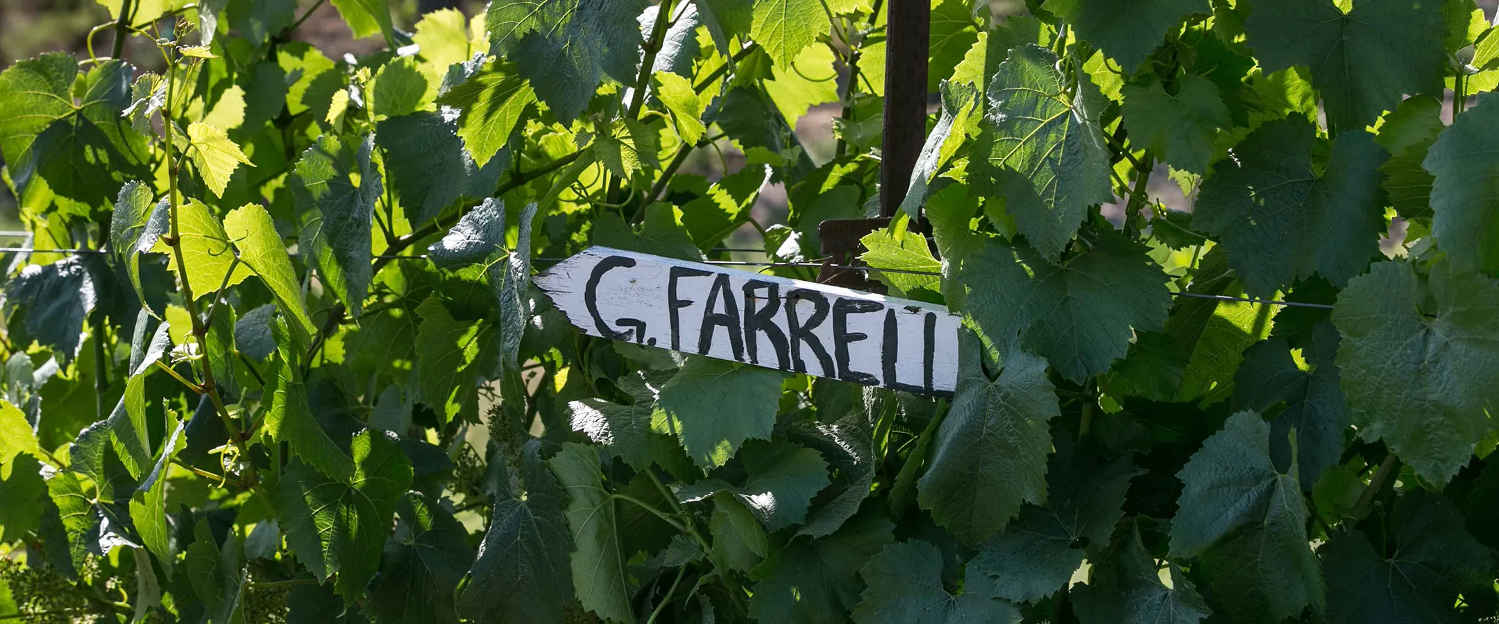 Wooden sign pointing towards Gary Farrell block in a partner vineyard