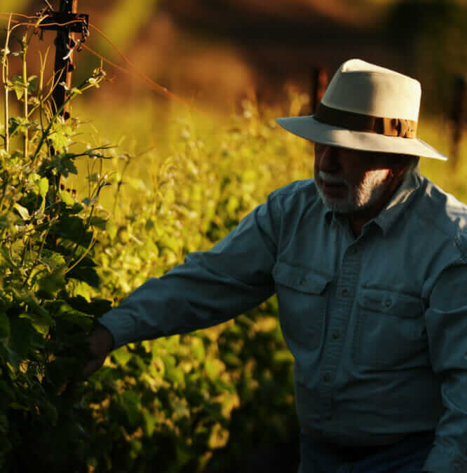 Wine Spotlight: 2017 Fort Ross Vineyard Pinot Noir